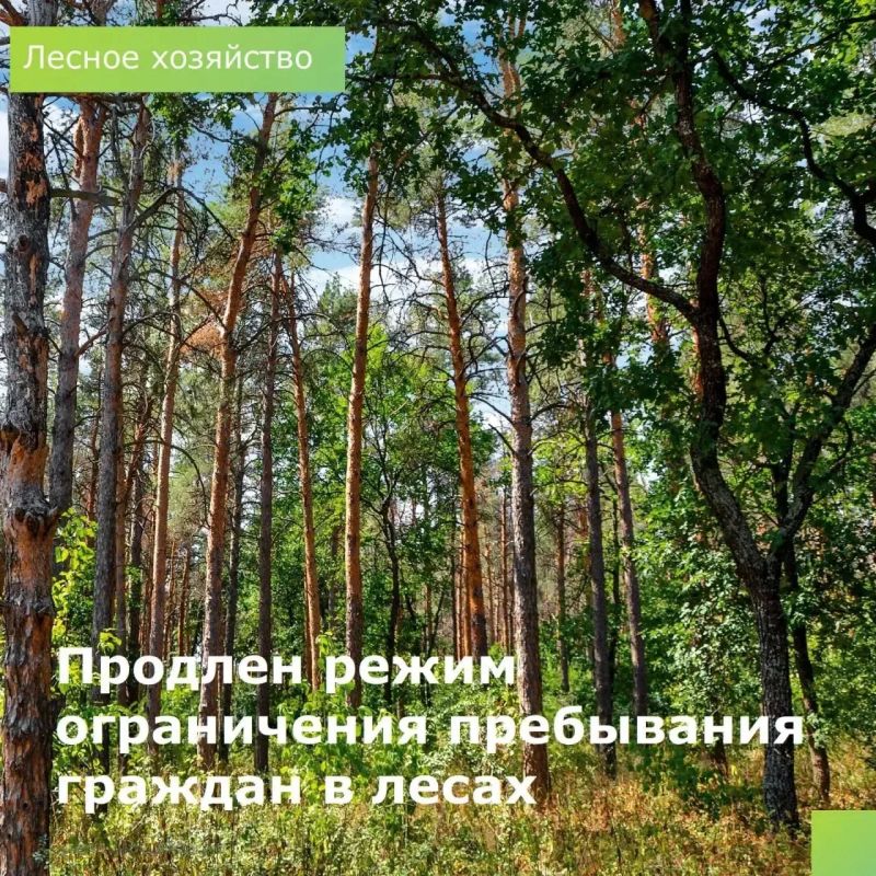 Режим ограничения пребывания граждан в лесах продлен до 24 сентября