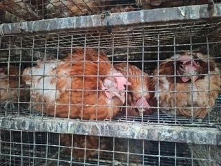 В Ростове во дворе жилого дома бросили «Газель» с десятками гибнущих кур В Ростове во дворе жилого дома бросили «Газель» с десятками гибнущих кур
