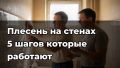 Плесень на стенах: как с ней правильно бороться