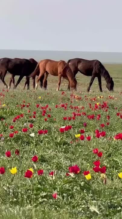 Остров Водный расположен на озере Маныч-Гудило, в южной части России