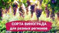 Как выбрать идеальный сорт винограда для вашего региона: секреты успеха