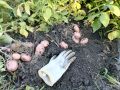 Пробуем разные сорта раннего картофеля