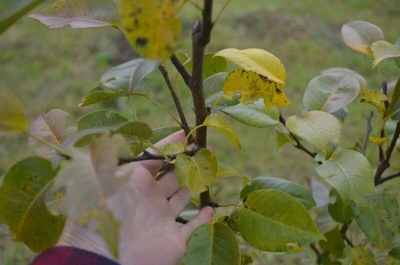 Сентябрьские советы: как максимизировать урожай на огороде с учетом лунного календаря