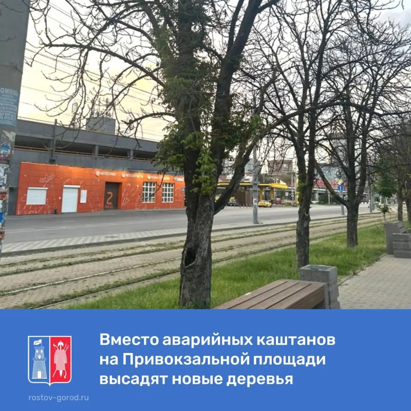 Вместо засохших каштанов на Привокзальной площади высадят новые деревья