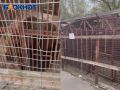 После семи лет жалоб медведицы Маша и Даша переезжают в зоопарк из «Седьмого неба»