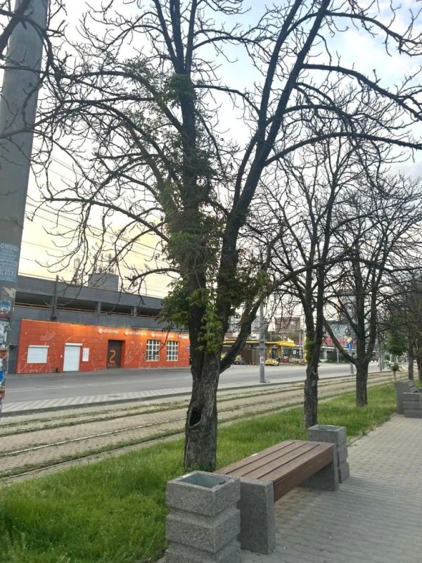 На Привокзальной площади Ростова убирают засохшие каштаны На Привокзальной площади Ростова убирают засохшие каштаны