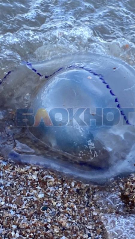 Гигантского корнерота обнаружили в Азовском море Гигантского корнерота обнаружили в Азовском море
