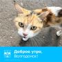 Доброе утро!. Пусть этот день будет легким, новости — только хорошими, а настроение — солнечным, независимо от погоды за окном