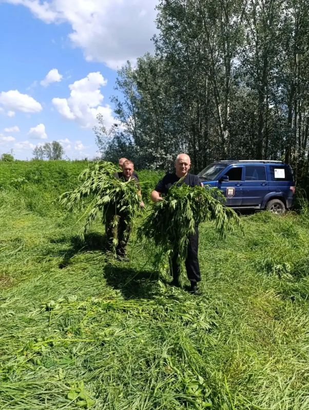 Новочеркасские полицейские совместно с казаками уничтожили кусты дикорастущей конопли Новочеркасские полицейские совместно с казаками уничтожили кусты дикорастущей конопли