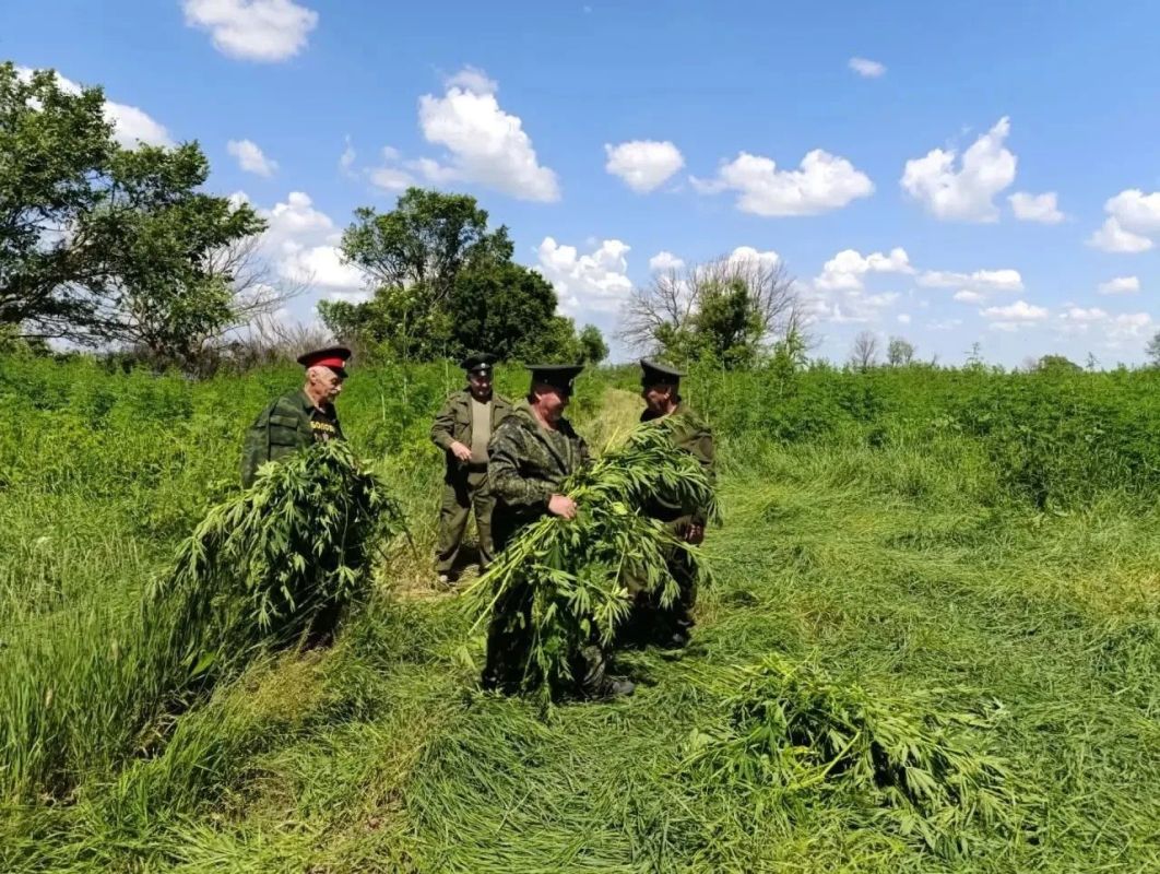 Казаки и полицейские сожгли 42 кило дикорастущей конопли Казаки и полицейские сожгли 42 кило дикорастущей конопли