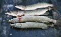 Отгрузка продукции рыболовных предприятий Дона упала в 3,8 раза