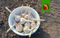 Как правильно выбрать грядку для озимого чеснока: советы и запреты