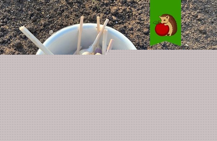 Как правильно выбрать грядку для озимого чеснока: советы и запреты