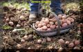 Уход за картофелем: секреты успешного урожая