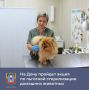 На Дону продолжается акция по льготной стерилизации домашних животных