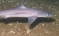 В Азовском море обосновались акулы