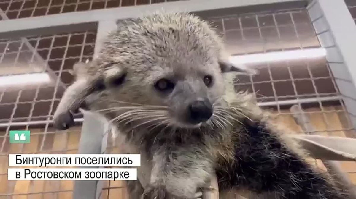 Бинтуронги из сафари-парка переехали в Ростовский зоопарк