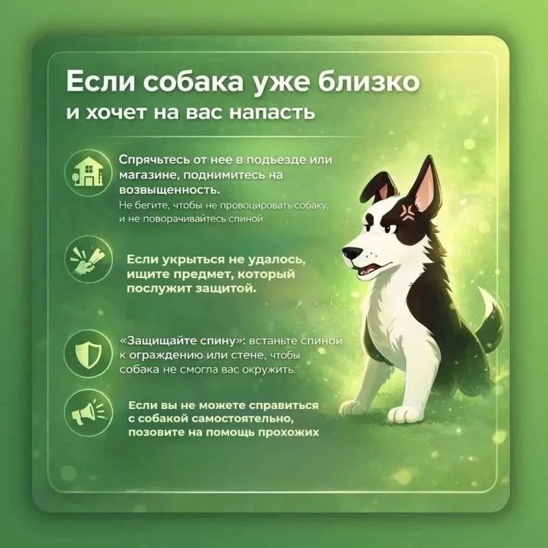 Как сообщить о безнадзорном животном и почему это важно Как сообщить о безнадзорном животном и почему это важно