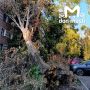 Дерево на 40-летия победы отмечает два месяца со дня падения на дом