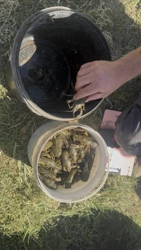 Сотрудники Сальского линейного отдела МВД России на транспорте совместно с представителями инспекции рыбоохраны в ходе оперативно-розыскных мероприятий выявили 70-летнего жителя Краснодарского края станицы Новопокровской... Сотрудники Сальского линейного отдела МВД России на транспорте совместно с представителями инспекции рыбоохраны в ходе оперативно-розыскных мероприятий выявили 70-летнего жителя Краснодарского края станицы Новопокровской...