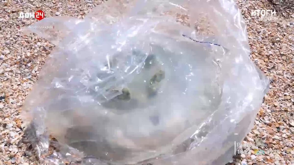 Учёные нашли необычное применение медузам Азовского моря
