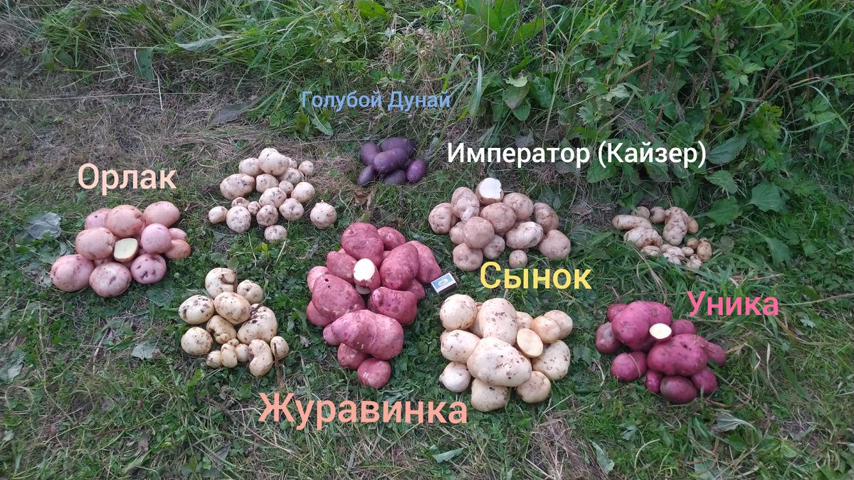 Картофельный бум: какие сорта помогут справиться с фитофторозом в 2025 году?