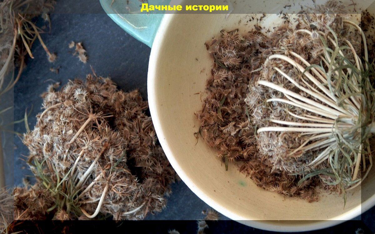 Искусство семеноводства: как собрать свои семена и что учесть