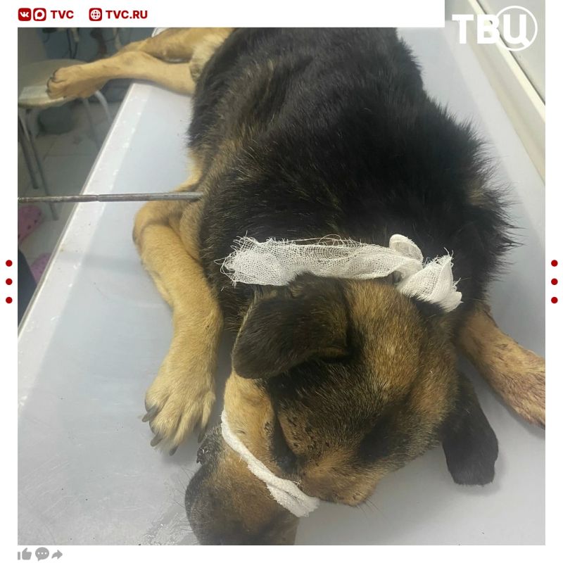 Неизвестные в Таганроге подстрелили собаку из арбалета — песика спасли местные жители Неизвестные в Таганроге подстрелили собаку из арбалета — песика спасли местные жители