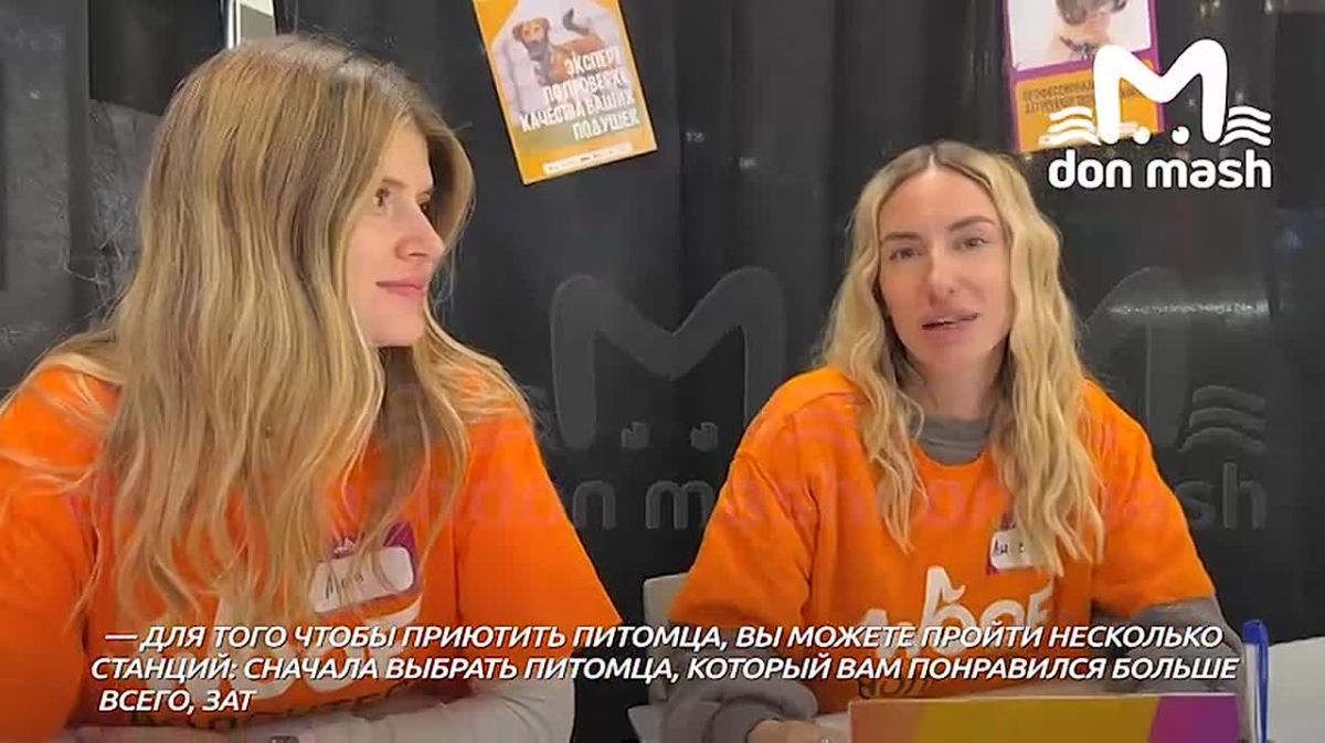 Фест, где можно забрать бездомную собаку или кошку, проходит в Ростове