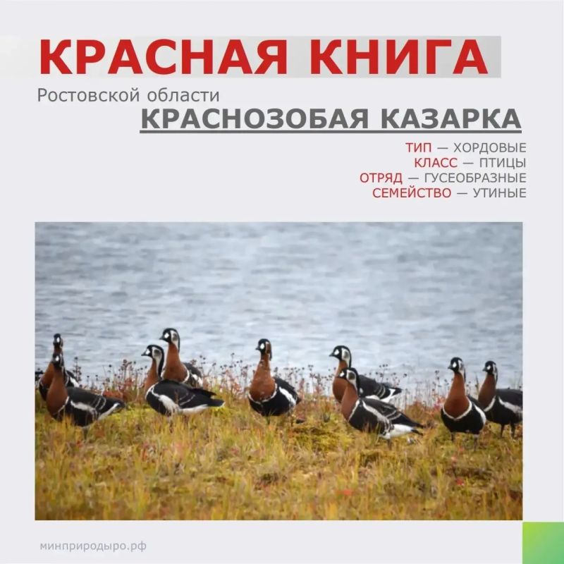 Рубрика «Красная книга Ростовской области»!