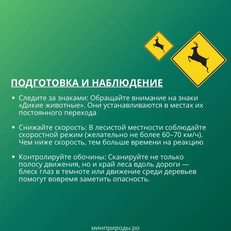 Случаи появления диких животных на дорогах — далеко не редкость!Столкновение с крупным зверем (особенно с лосем или оленем) представляет серьезную опасность как для водителя и пассажиров, так и для самого животного Случаи появления диких животных на дорогах — далеко не редкость!Столкновение с крупным зверем (особенно с лосем или оленем) представляет серьезную опасность как для водителя и пассажиров, так и для самого животного