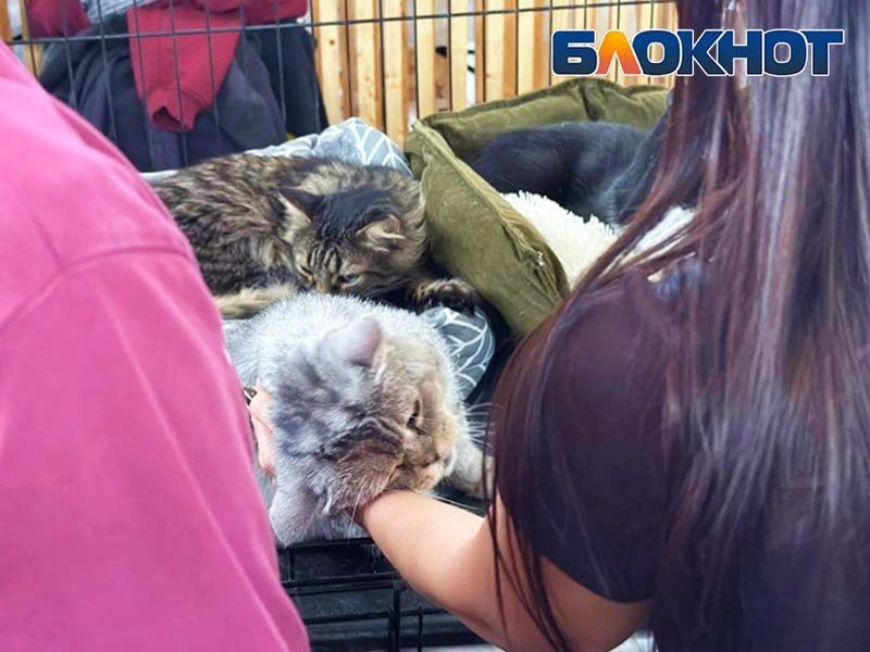 Один взгляд – и домой: как животные из приютов искали хозяев в Ростове – фоторепортаж Один взгляд – и домой: как животные из приютов искали хозяев в Ростове – фоторепортаж