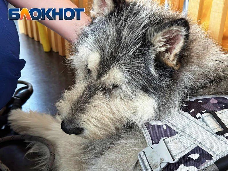 Один взгляд – и домой: как животные из приютов искали хозяев в Ростове – фоторепортаж Один взгляд – и домой: как животные из приютов искали хозяев в Ростове – фоторепортаж