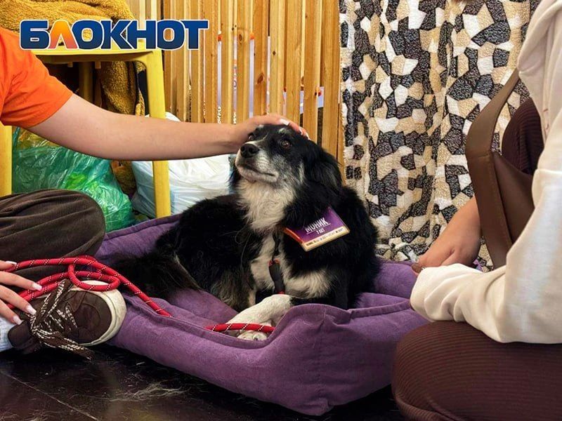 Один взгляд – и домой: как животные из приютов искали хозяев в Ростове – фоторепортаж Один взгляд – и домой: как животные из приютов искали хозяев в Ростове – фоторепортаж