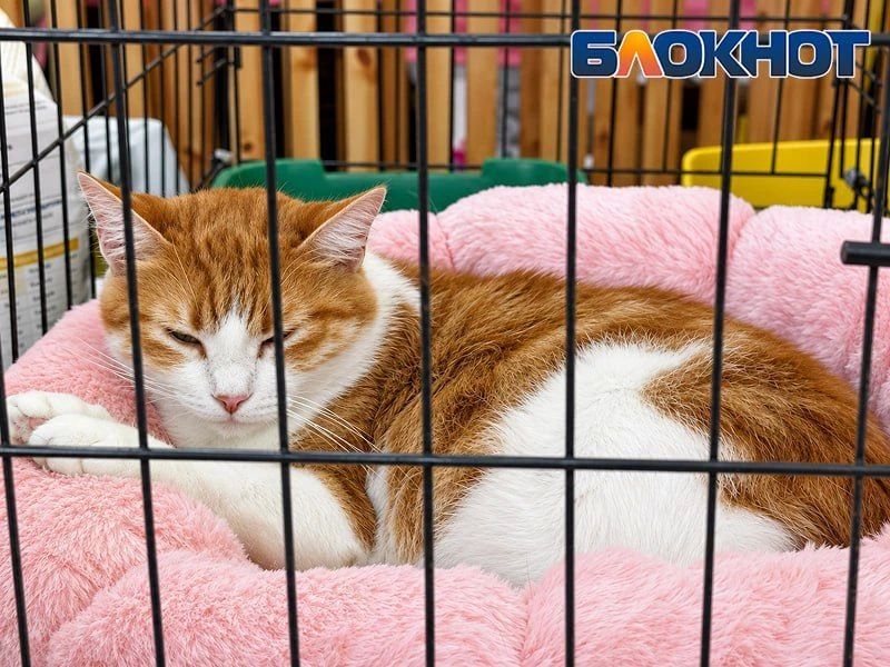 Один взгляд – и домой: как животные из приютов искали хозяев в Ростове – фоторепортаж Один взгляд – и домой: как животные из приютов искали хозяев в Ростове – фоторепортаж