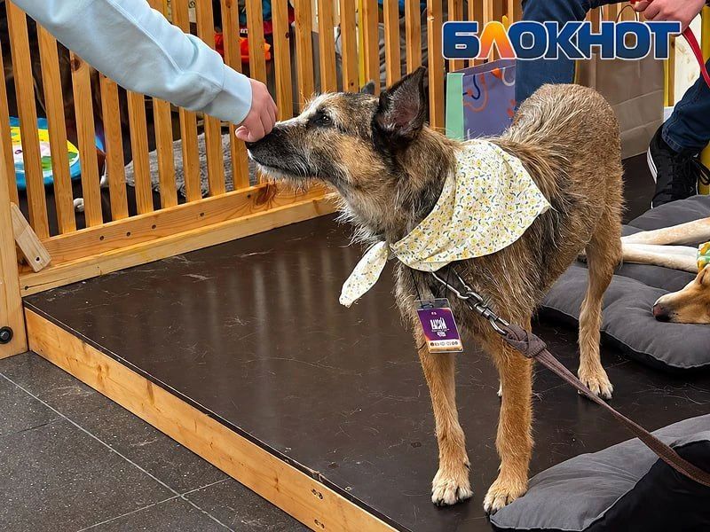 Один взгляд – и домой: как животные из приютов искали хозяев в Ростове – фоторепортаж Один взгляд – и домой: как животные из приютов искали хозяев в Ростове – фоторепортаж