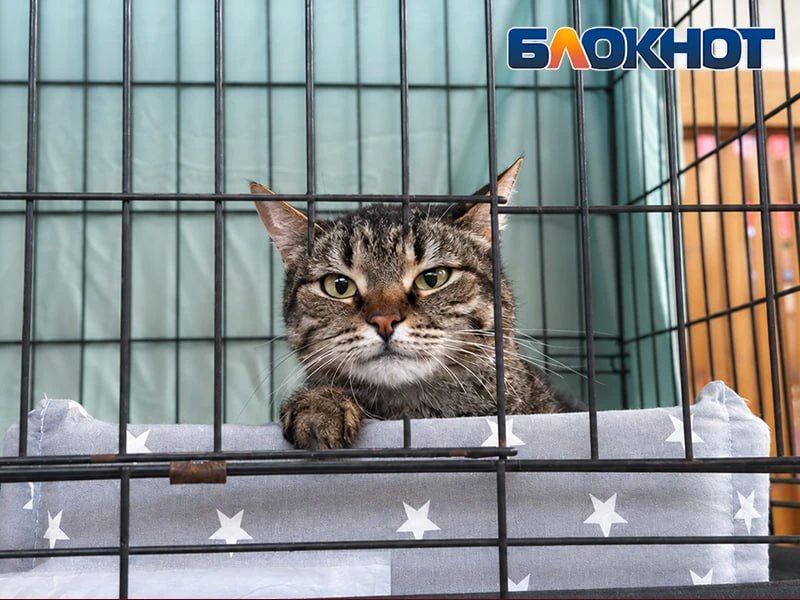 Один взгляд – и домой: как животные из приютов искали хозяев в Ростове – фоторепортаж Один взгляд – и домой: как животные из приютов искали хозяев в Ростове – фоторепортаж