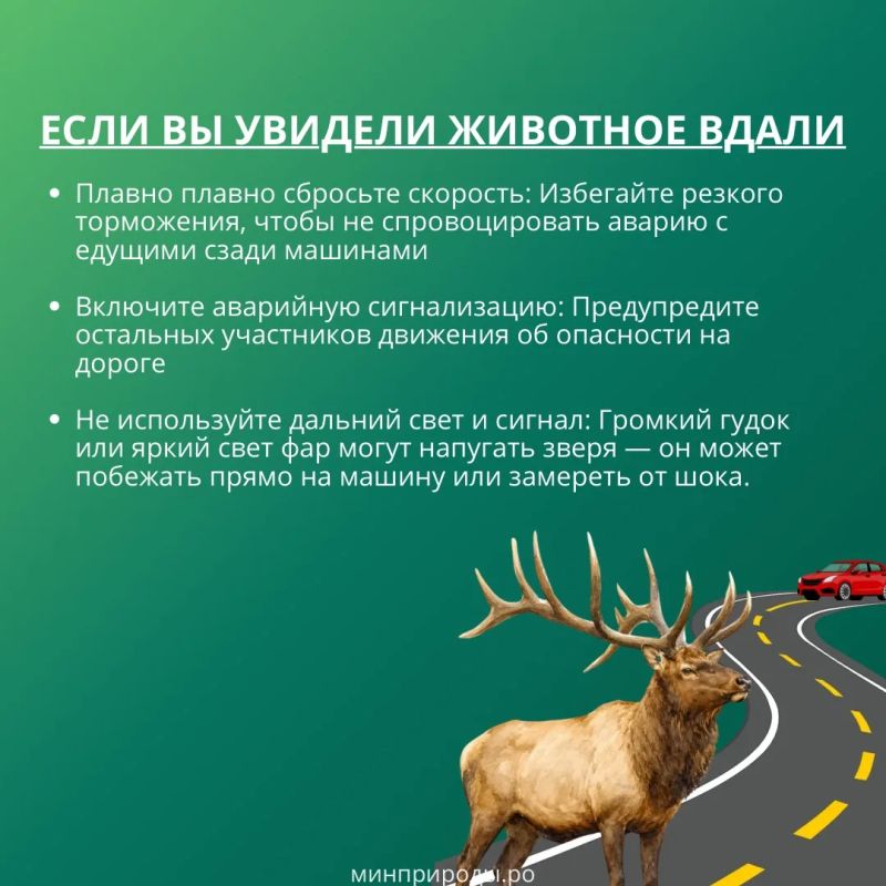Случаи появления диких животных на дорогах — далеко не редкость!Столкновение с крупным зверем (особенно с лосем или оленем) представляет серьезную опасность как для водителя и пассажиров, так и для самого животного Случаи появления диких животных на дорогах — далеко не редкость!Столкновение с крупным зверем (особенно с лосем или оленем) представляет серьезную опасность как для водителя и пассажиров, так и для самого животного