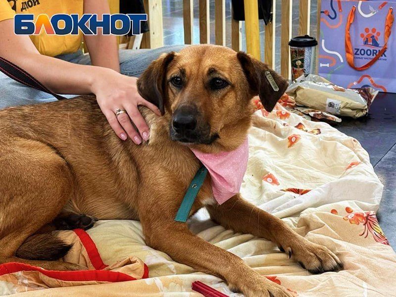Один взгляд – и домой: как животные из приютов искали хозяев в Ростове – фоторепортаж Один взгляд – и домой: как животные из приютов искали хозяев в Ростове – фоторепортаж