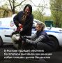 В Ростове пройдет месячник бесплатной выездной вакцинации собак и кошек против бешенства