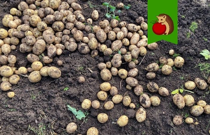 Как вернуть силе своего картофеля: 5 проверенных правил ухода за грядками после уборки урожая
