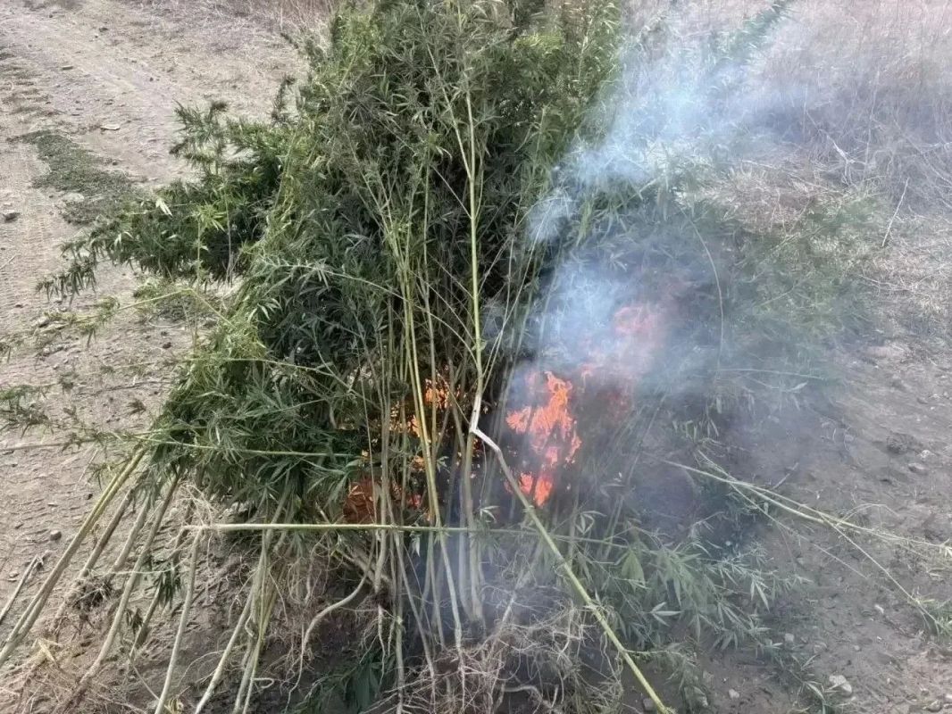 На Дону уничтожили свыше ста пятидесяти очагов наркосодержащих растений