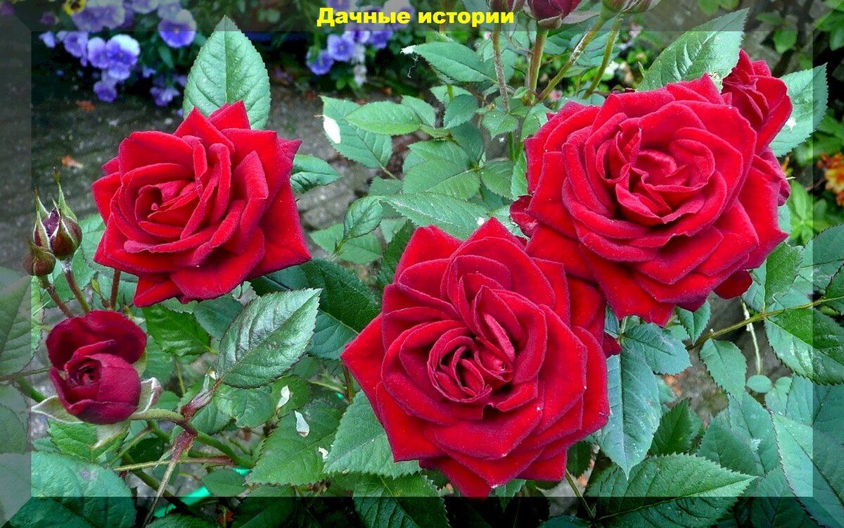 Как подготовить розы к зиме: советы для заботливых садоводов