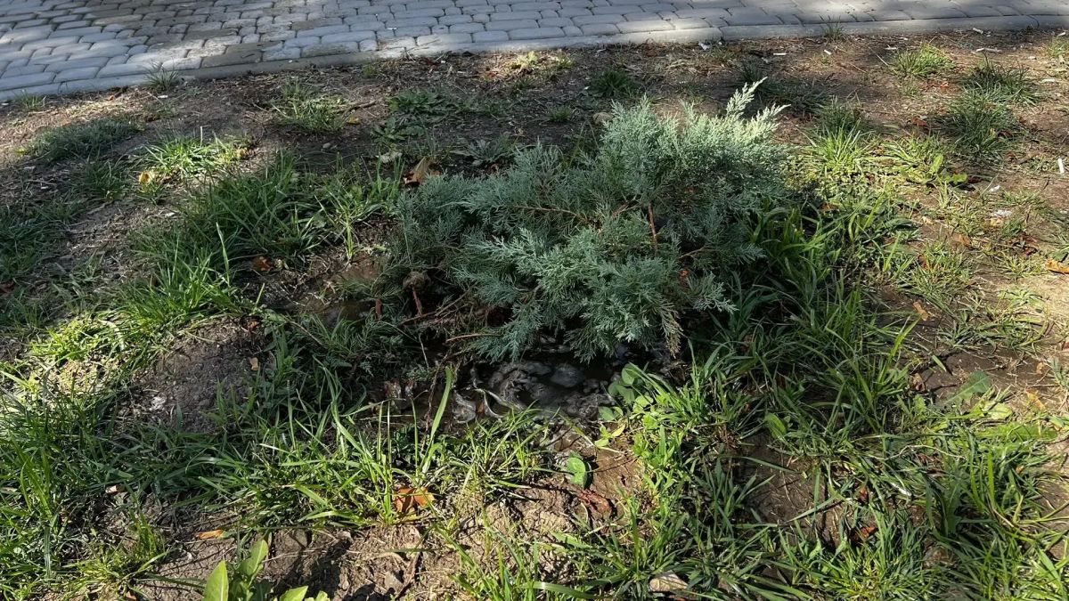 В Александровском парке ведется сезонный уход за зелёными насаждениями В Александровском парке ведется сезонный уход за зелёными насаждениями