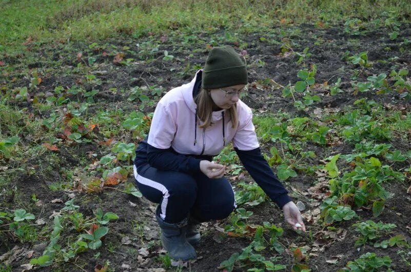 Чудеса совместной посадки: Как чеснок и клубника усиливают урожай