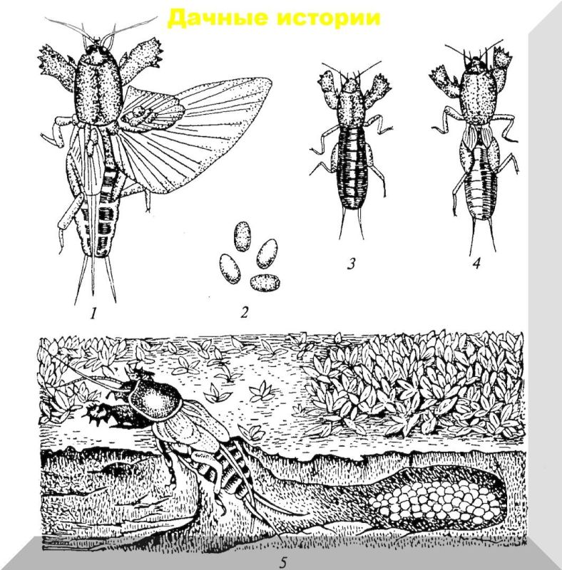 Эффективные методы борьбы с медведкой на дачном участке