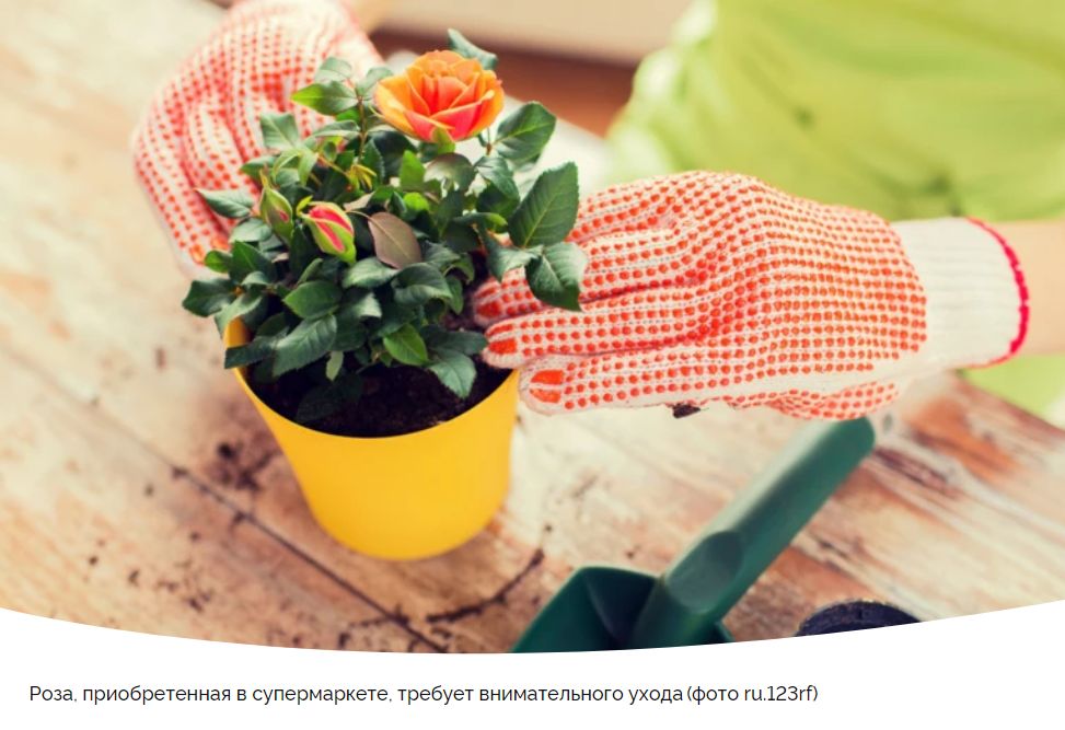 Как вернуть к жизни розу из магазина: советы по уходу и реанимации