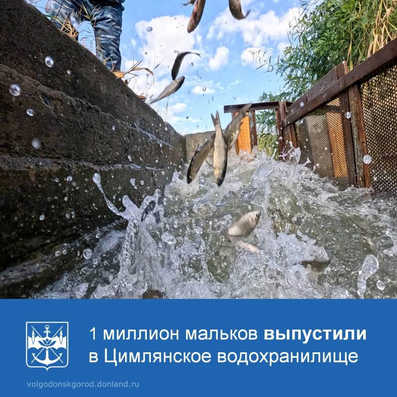 Ростовская АЭС выпустила в Цимлянское водохранилище миллион мальков сазана и белого амура!