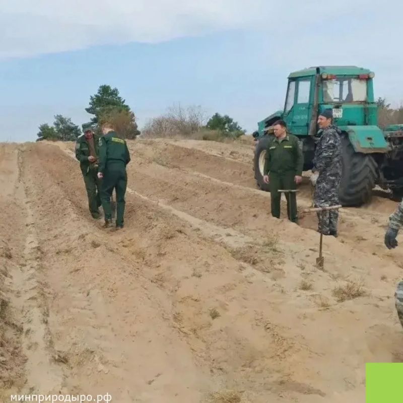 Ростовская область присоединилась ко Всероссийской акции «Сохраним лес» Ростовская область присоединилась ко Всероссийской акции «Сохраним лес»