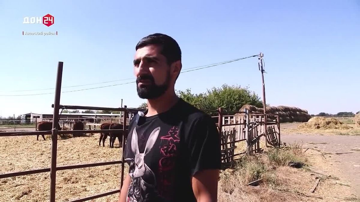 Калмыцкие быки удивляют фермеров своим характером